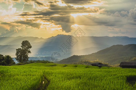 阳光下的稻田和连绵起伏的青山图片