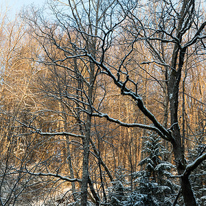 国内有雪覆盖树木的图片