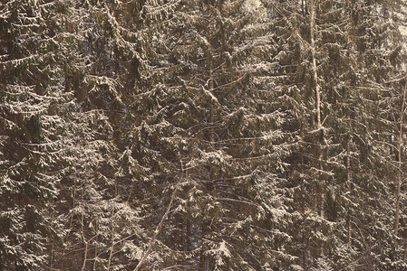 带雪覆盖全国树木的冬季雪林图片