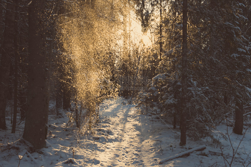 冬季森林景观中的树木积雪图片