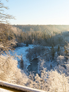 冬季森林景观有雪覆盖树木图片