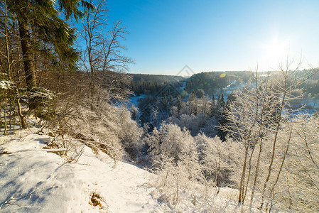 冬季森林景观有雪覆盖树木图片