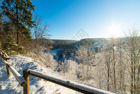 冬季森林景观有雪覆盖树木图片