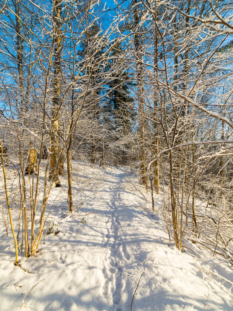 冬季森林景观有雪覆盖树木图片