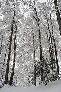瑞士阿尔卑斯山雪中的树木图片