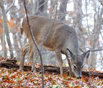 小鹿在森林里吃树叶图片