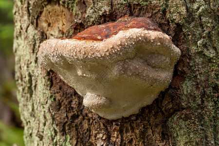 寄生蘑菇长在树干上图片