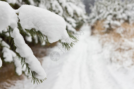 松树在森林里被雪覆盖图片