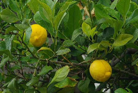 树上的黄色柠檬图片