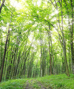一个绿色夏天森林的全景图片