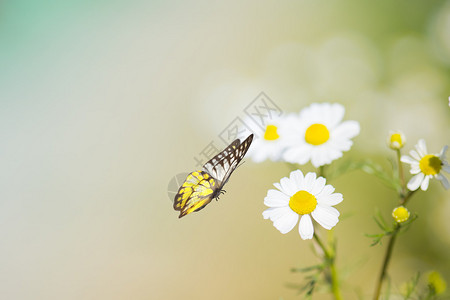 白色雏菊花与蝴蝶图片