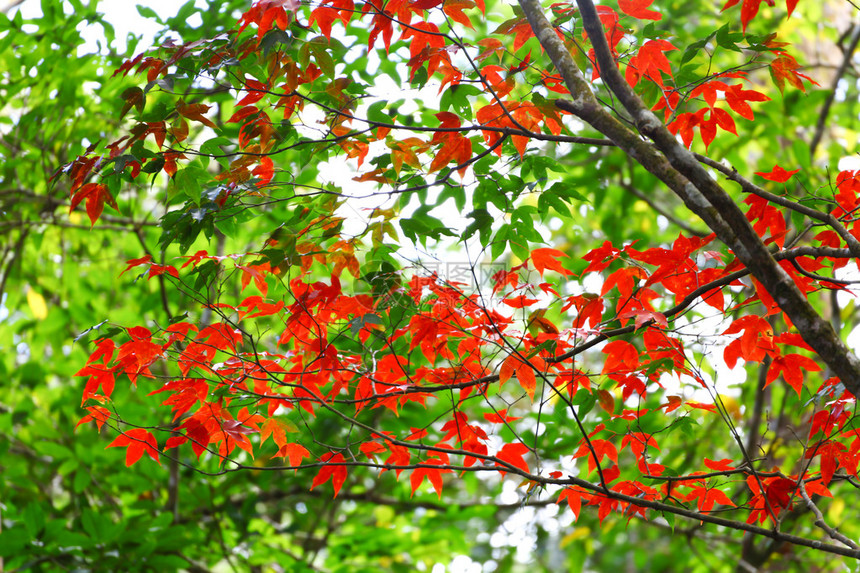 秋天的红枫叶图片
