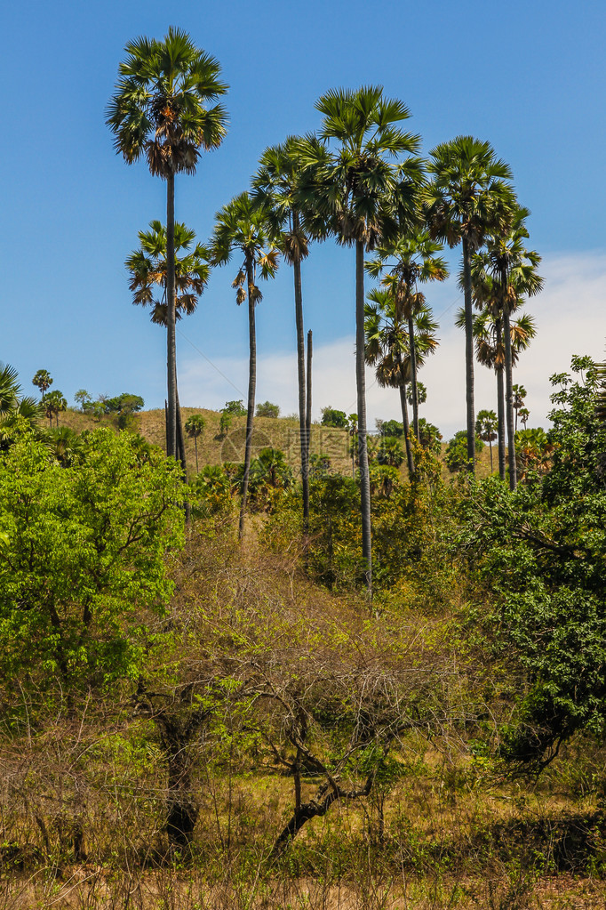 热带雨林与大椰子树和蓝天花后天空印度图片