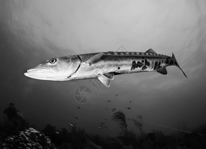 加勒比海古巴美国照片Barracuda大鱼Sphyraenacal背景图片