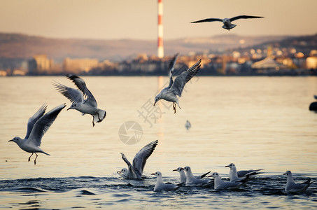 海鸥在日落时分飞翔为而战图片