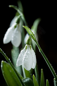 雪滴温柔背图片