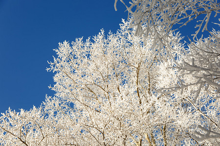 冬天寒冷的日子里树枝被雪覆盖图片