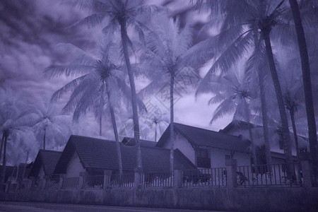 泰国普吉岛棕榈和平房红外摄影图片