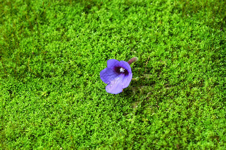 苔藓上的紫色野花图片