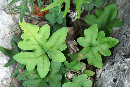蕨类植物的新鲜绿叶图片