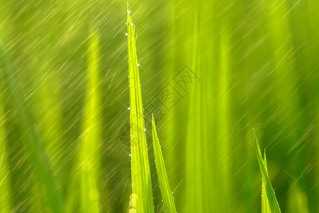 有雨滴的稻田中的水稻植物图片