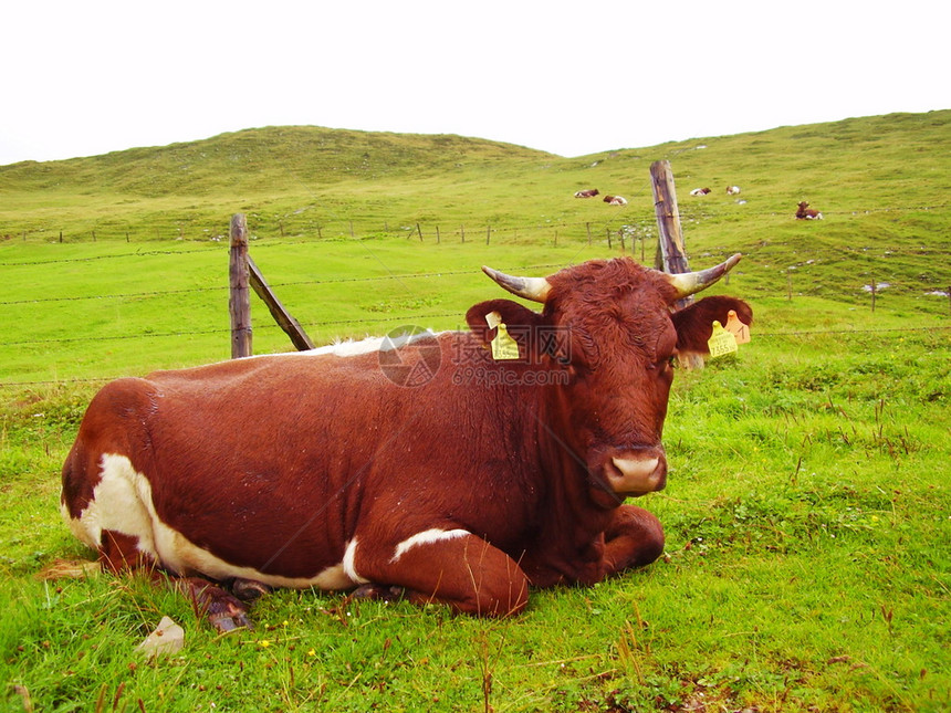 夏天好气里阿尔卑斯山的母牛图片