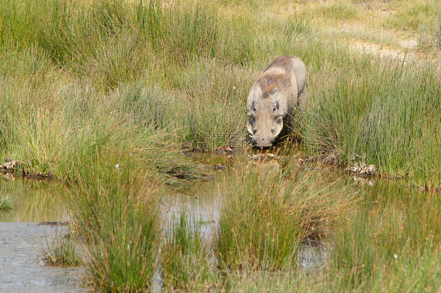 一只在坦桑尼亚塞伦盖蒂公园池塘中饮水的野猪PhacochoceruusAfr图片