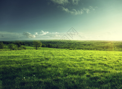 日落时分春草和森林的田野图片