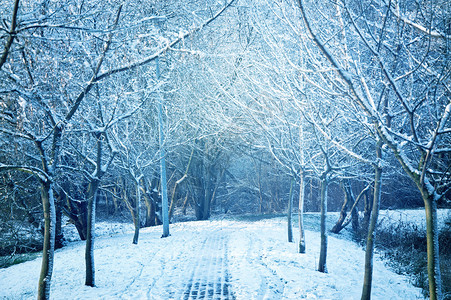 冬天和积雪的景象公园里有图片