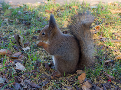 松鼠在秋季公园吃坚果特写图片