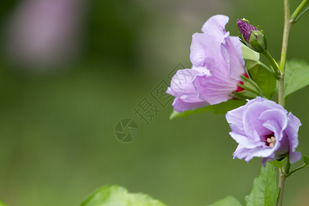 粉红色的芙蓉花园图片