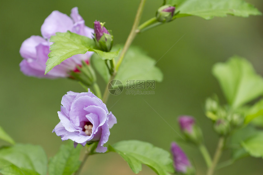 粉红色的芙蓉花园图片