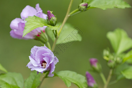 粉红色的芙蓉花园图片