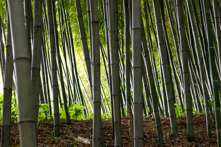夏季拍摄的韩国潭阳竹林背景图片