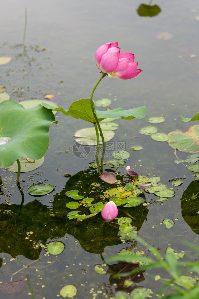 韩国布约的莲花池塘在莲图片