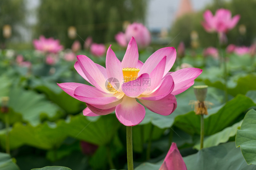 韩国布约的莲花池塘在莲图片