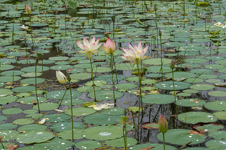 韩国布约的莲花池塘在莲高清图片