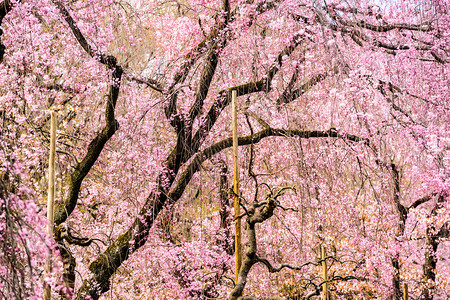 日本京都的樱花树图片