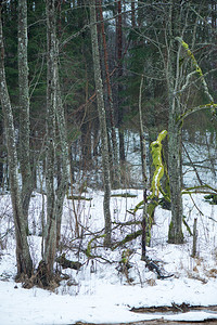 冬季雪冬季森林景观图片