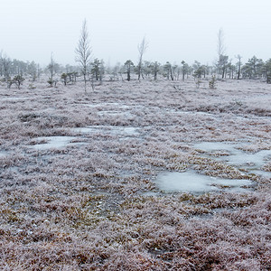 乡村寒冷冬季沼泽中的雪景图片