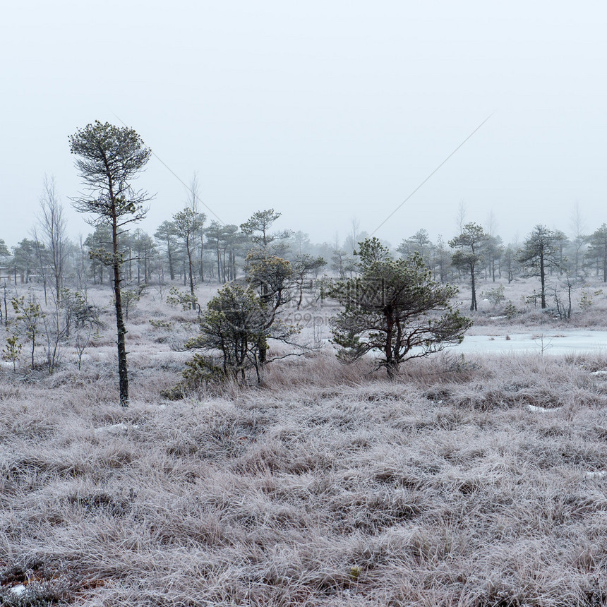 乡村寒冷冬季沼泽中的雪景图片