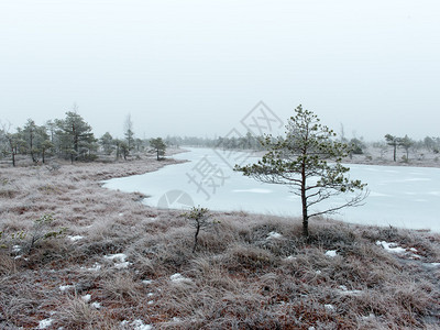 乡村寒冷冬季沼泽中的雪景图片