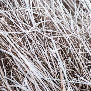 冬天雪中冷冻的抽象树枝和植物图片