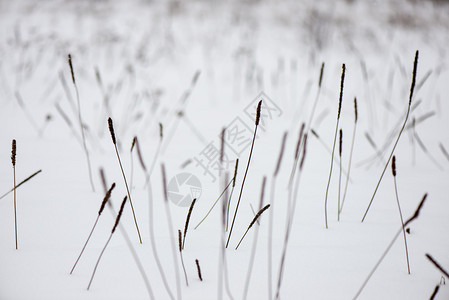 冬天雪中冷冻的抽象树枝和植物图片