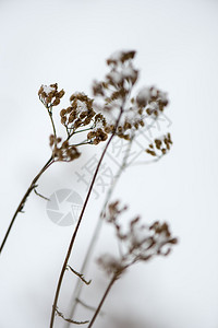 冬天雪中冷冻的抽象树枝和植物图片