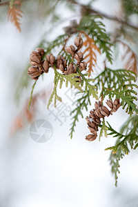 冬天雪中冷冻的抽象树枝和植物背景图片