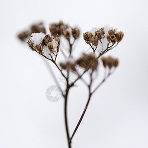 冬天雪中冷冻的抽象树枝和植物图片