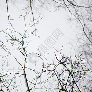 冬天雪中冷冻的抽象树枝和植物图片
