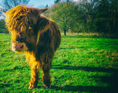 高地牛著名的苏格兰牛图片