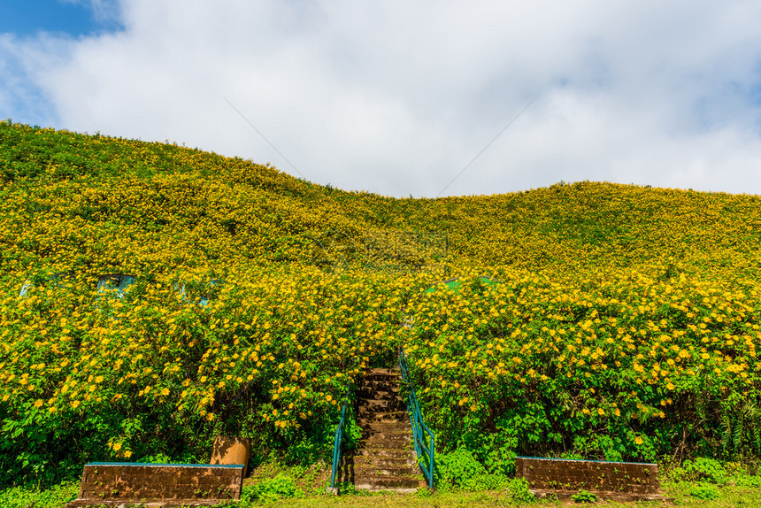泰国湄宏顺省的墨西哥向日葵杂草谷图片